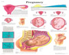 LUVI PREGNANCY CHART