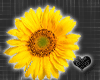 *Sunflower Rose Wand