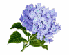 6v3| Blue Flower