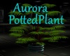 [BD]AuroraPottedPlant