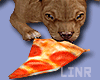 Dog  Brown Hungry Pizza