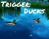 Animated Mallad Ducks