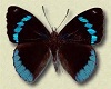 Antimatied Butterflies