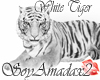 White Diamond tiger