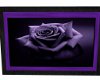 [CEL] Dark Purple Rose 