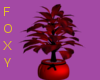 Valentine Red Plant