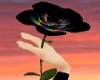 ~CC~Black N Rainbow Rose