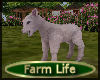 [my]Farm  Baby Lamb