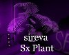 sireva Sx PLant