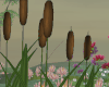 Cattails Grass