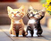 2 cute kittens animated