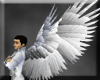 Saea's Wings