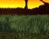 Animated Swamp Grass