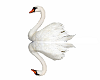 Swan Animated