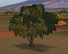 CK Safari Room Tree