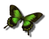 green butterfly L