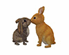 two rabbit