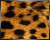 !S Leopard Ear