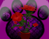 (dp) Red Roses Cup
