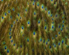 Peacock Illusions