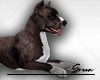 🐕 Dog Pitbull M