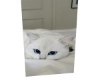 Cat 5
