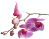 Cherry Blossom (R)