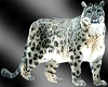 ~ Snow Leopard ~