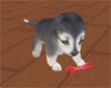 *Husky pup w/chew toy