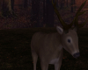 Deer Animated/Forest