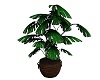 R Spa Tropical plant