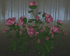 BR Pink Roses Bush