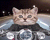 Cute kitty