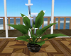 [RGB] Lily Plant
