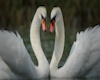 Flamingos White