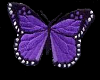 z purple butterflies