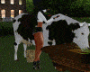 Y* Cow Milking