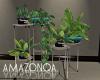 Classic Indoor plants 2