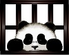 Panda In the Window