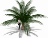 Beach Palm