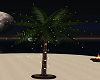 amm- lighted palm tree