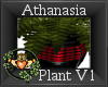 ~QI~ Athanasia Plant V1