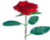 rose beautiful sm