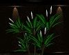 *PV* Exotic Plant