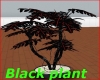 Black Plant
