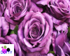 purple rose art wall