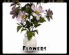 *Flowers