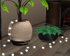 2 Plants/Lights