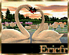 [Efr] Swans in Love