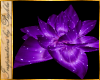 I~Water Lily*Purple